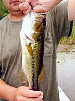 Another classic example of a bass which has lost weight due to a food shortage.