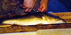 Injecting this Florida largemouth with a Passive Integrated Transponder (PIT) tag.