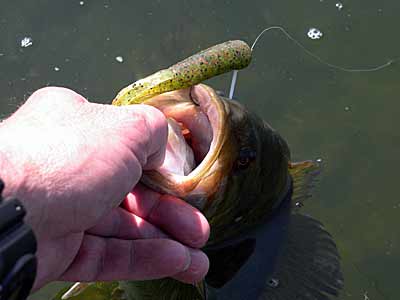 Tube Secrets And Tactics For Bass