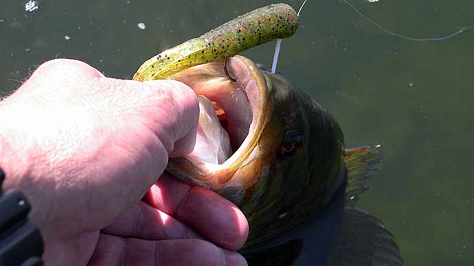 Next big SECRET BAIT top SMALLMOUTH anglers don't want you to know