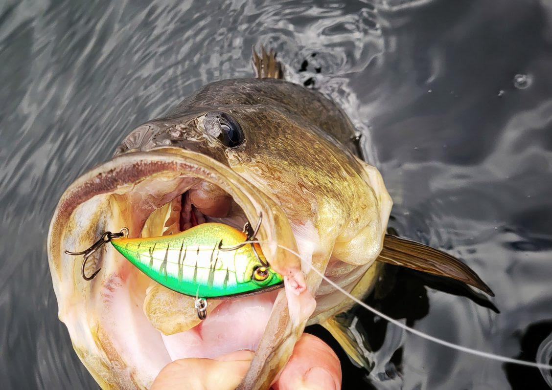 Rattle up Some Fall Bass | The Ultimate Bass Fishing Resource Guide® LLC