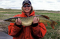 A nice example of a northern pike.