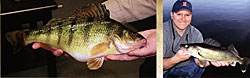 Above, left: Yellow perch. Above, right: Walleye.