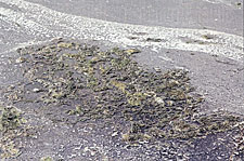 Unstable water quality often protests by growing mats of filamentous algae. The foam is an exclamation point.