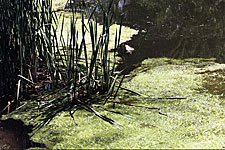 As a pond goes through its natural processes, silt and nutrients begin to accumulate. It's most evident around the shoreline, where cattails begin to grow, and a variety of aquatic plants begin to rear their heads.