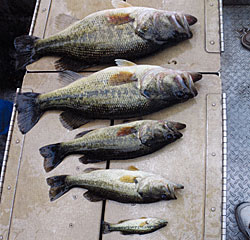 Different size classes of bass, in great condition.