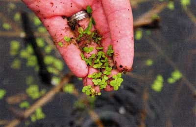 Watch out for plants like duckweed. They reproduce exponentially. Look for them, coming out of winter. Get ahead.