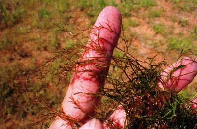 Rooted plants often start as dormant plants coming out of winter. This is a remnant of bushy pondweed, about ready to get growing fast.