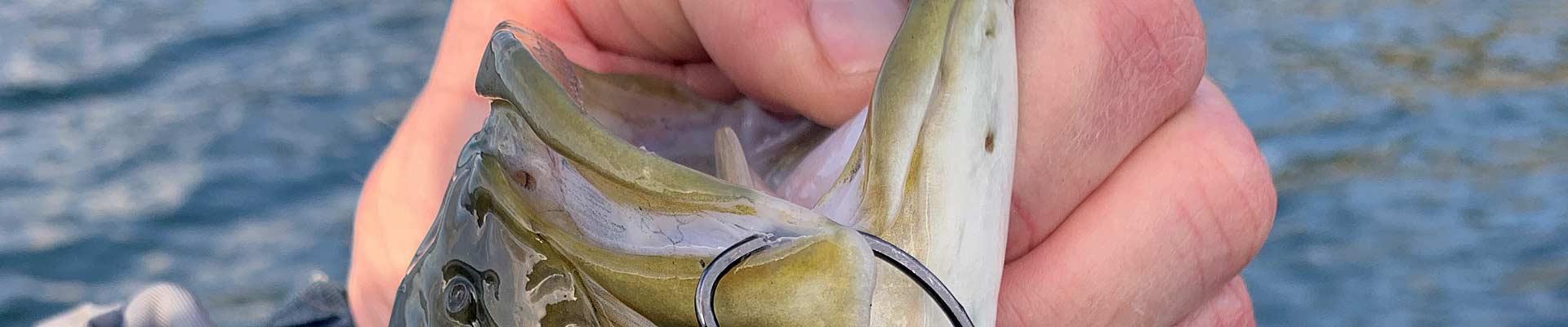 How to Fish a Floating Worm on Cover for Bass - Tips & Catches