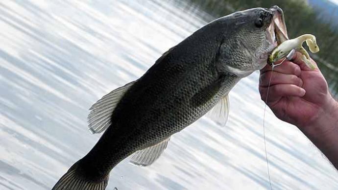 Don't Give 'Em No Lip!  The Ultimate Bass Fishing Resource Guide® LLC
