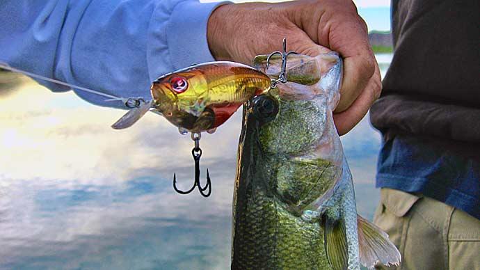 Square Bill Crankbaits For Fall Bass