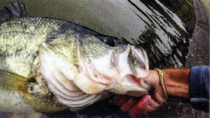https://www.bassresource.com/files/styles/card/public/bass-fishing-img/Fishing-the-Spawn.jpg?itok=Ie0OTNXq