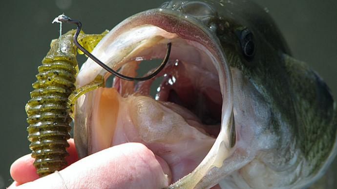 How To Choose Hooks from Casey Ashley  The Ultimate Bass Fishing Resource  Guide® LLC