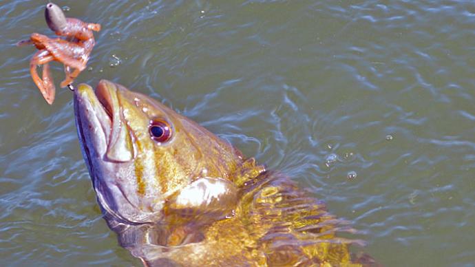 Fishing Scents for Smallmouths  The Ultimate Bass Fishing Resource Guide®  LLC