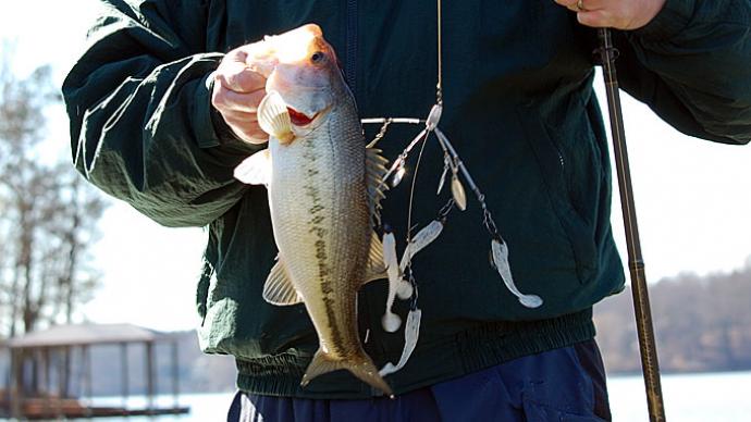 Picking The Perfect Swimbait For Your Umbrella Rig