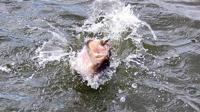 Bass Catching Lizards  The Ultimate Bass Fishing Resource Guide® LLC