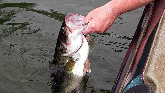 Bass Fishing Tips For Beginners 2024, How To Catch Bass
