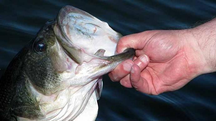Early Season Carolina Rig Tactics For Bass  The Ultimate Bass Fishing  Resource Guide® LLC