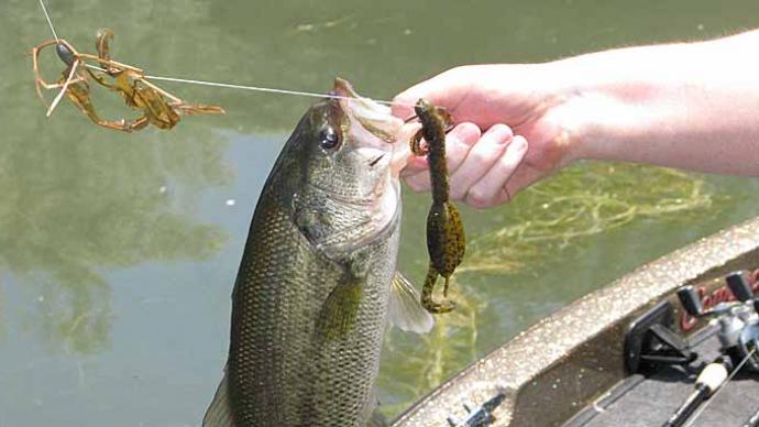 Summer Worm Fishing Tricks for Shallow and Deep Water Bass 