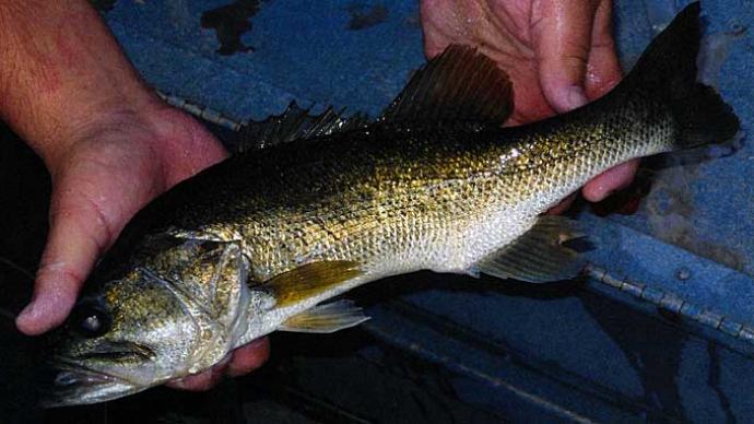 Skinny Fish, Big Reason  The Ultimate Bass Fishing Resource Guide