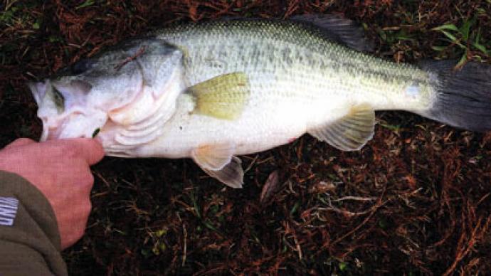 A Beginners Guide to Bass on the Fly – Ultimate Bass