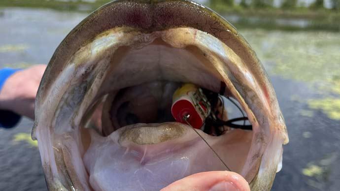 A Buyer's Guide to Buying the Best Topwater Lures