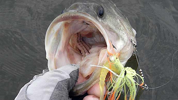 Spinnerbait Tactics For Early Season Bass  The Ultimate Bass Fishing  Resource Guide® LLC