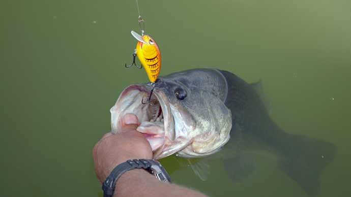 Rat-L-Trap Colors  The Ultimate Bass Fishing Resource Guide® LLC