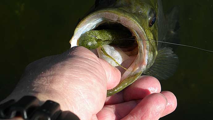 Have You Fished A Stupid Tube Yet?  The Ultimate Bass Fishing Resource  Guide® LLC