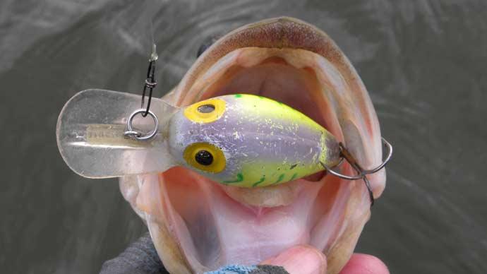 Top 5 Bass Fishing Lures – February 2024