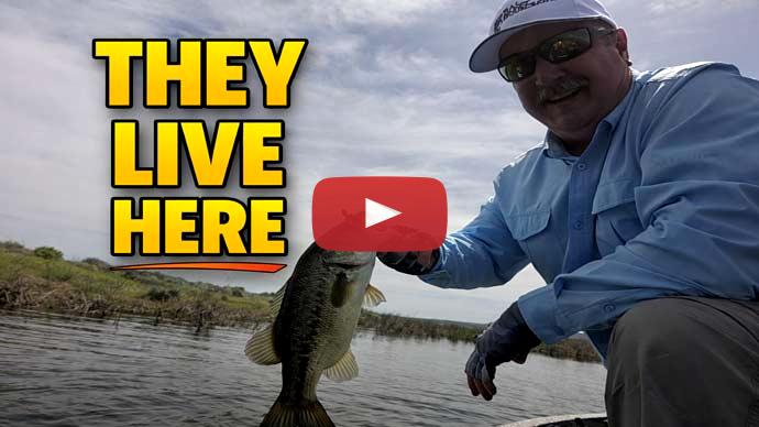 Bass fishing weeds